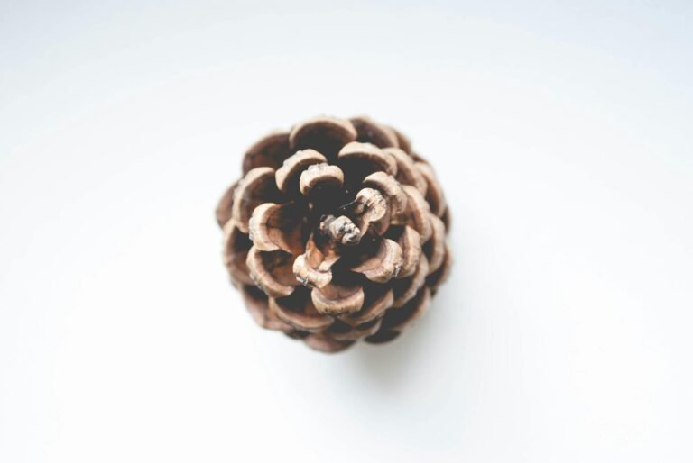 shallow focus photography of brown conifer cone
